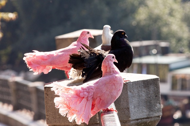 毅然选择了 毅然选择了